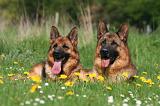 BERGER ALLEMAND 1387